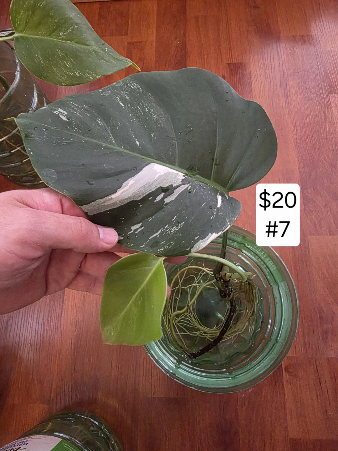 Monstera Albo Cutting for Sale - photo 4