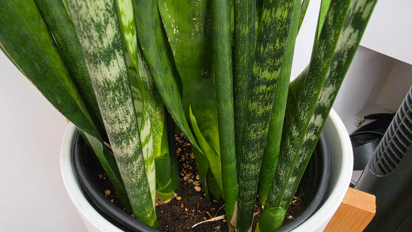 Large Snake Plant with White Ceramic Pot and Wood Stand - photo 2