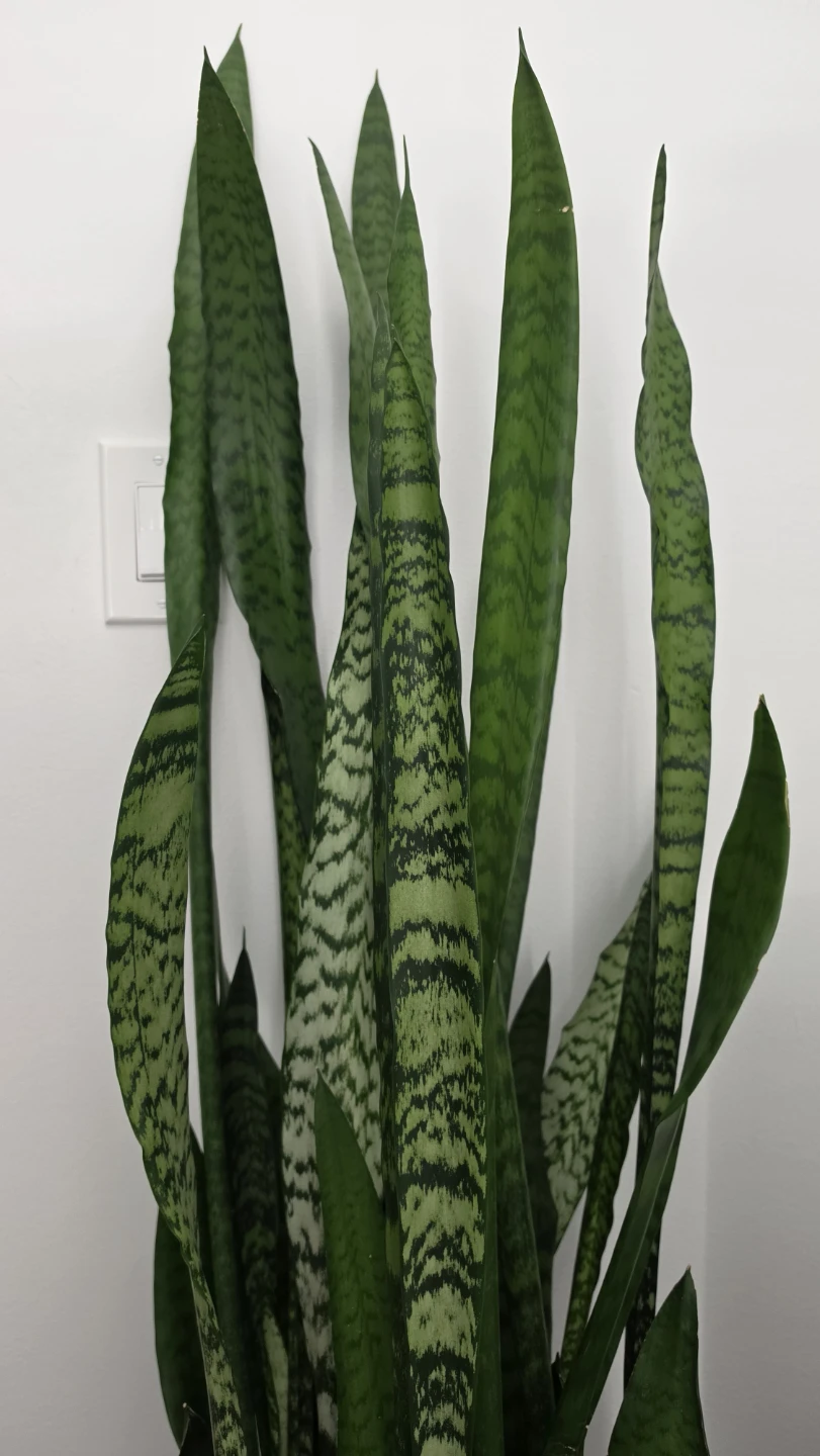 Large Snake Plant with White Ceramic Pot and Wood Stand - photo 3