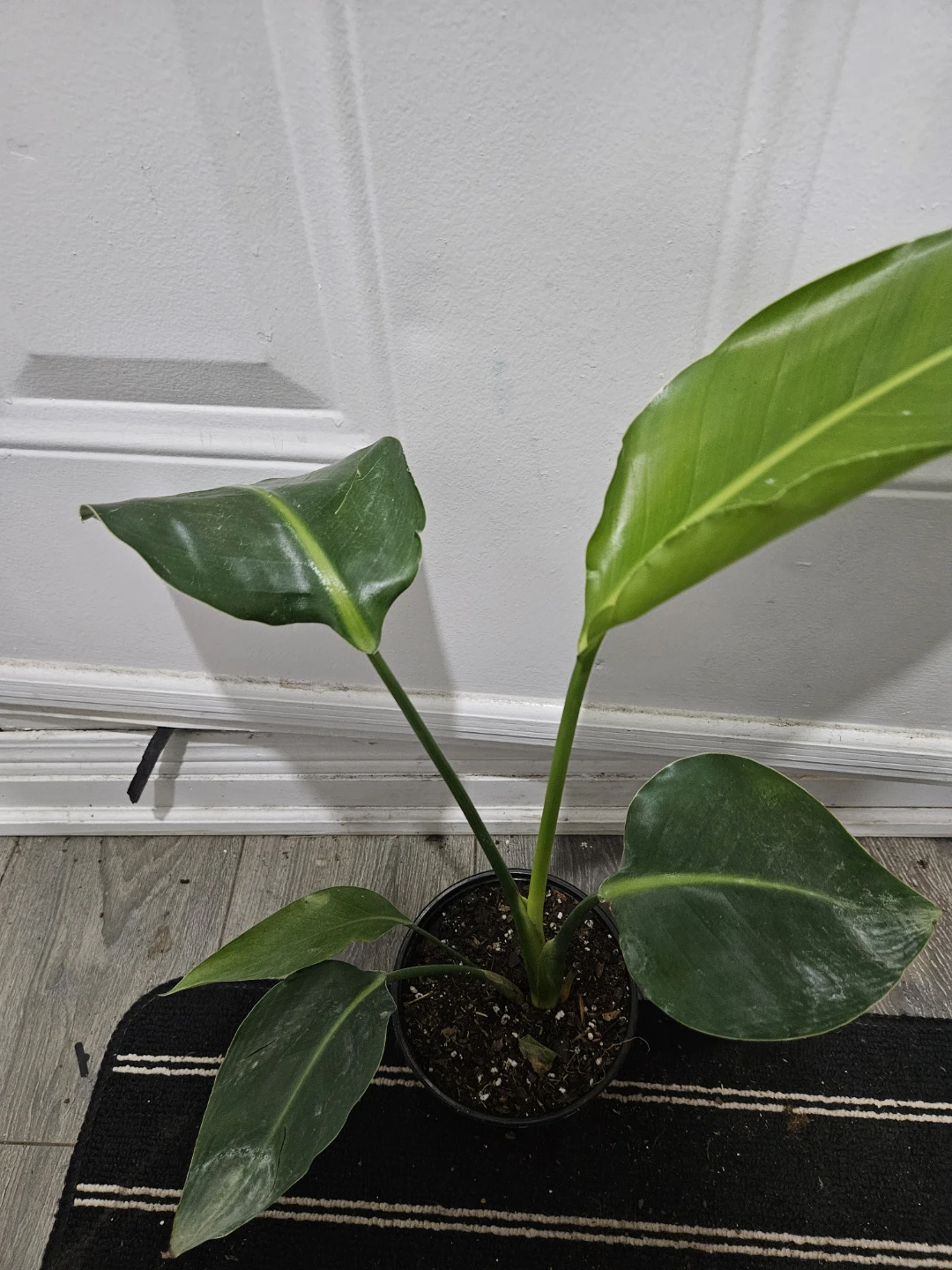 Bird of Paradise Plant