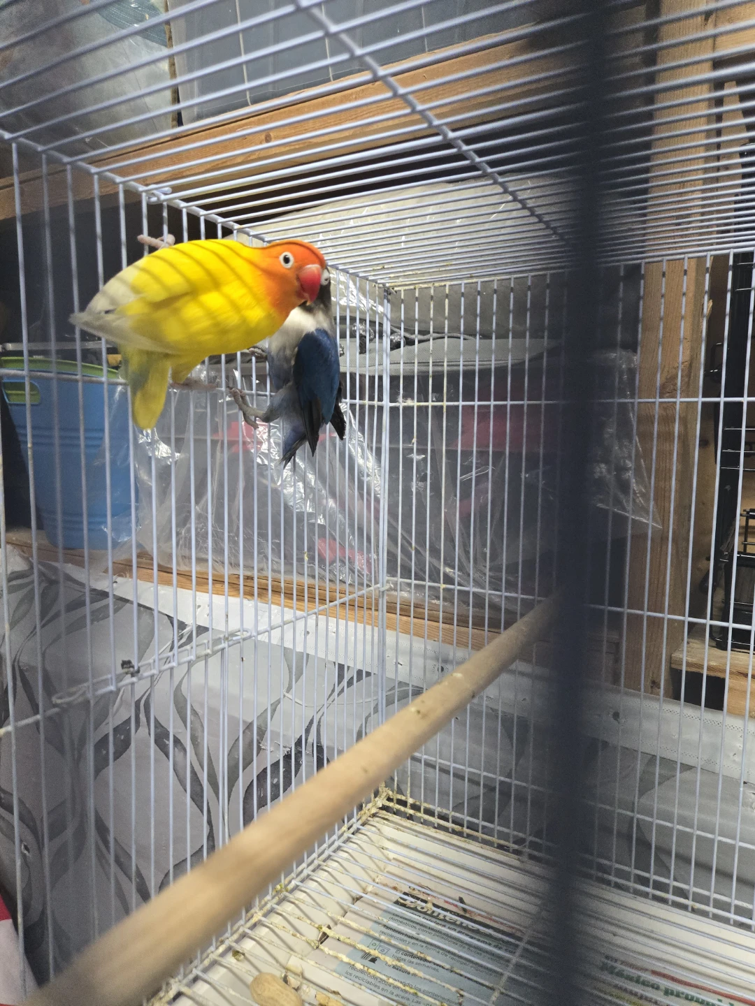 BEAUTIFUL BLACK MASK AND YELLOW FISHER lovebirds i - photo 3