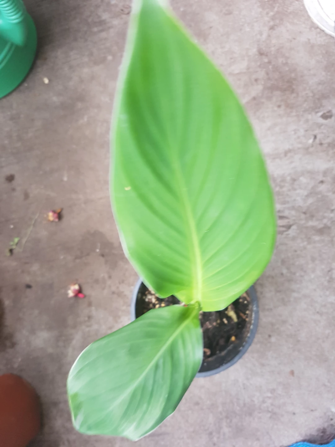 Canna Lily Plant - photo 2