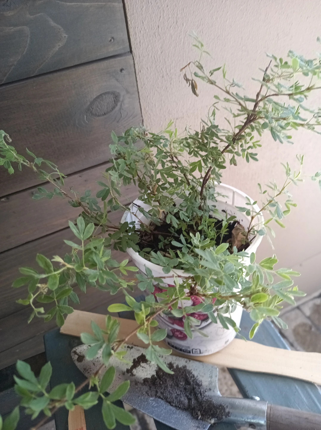 White Potentilla Shrub - photo 2