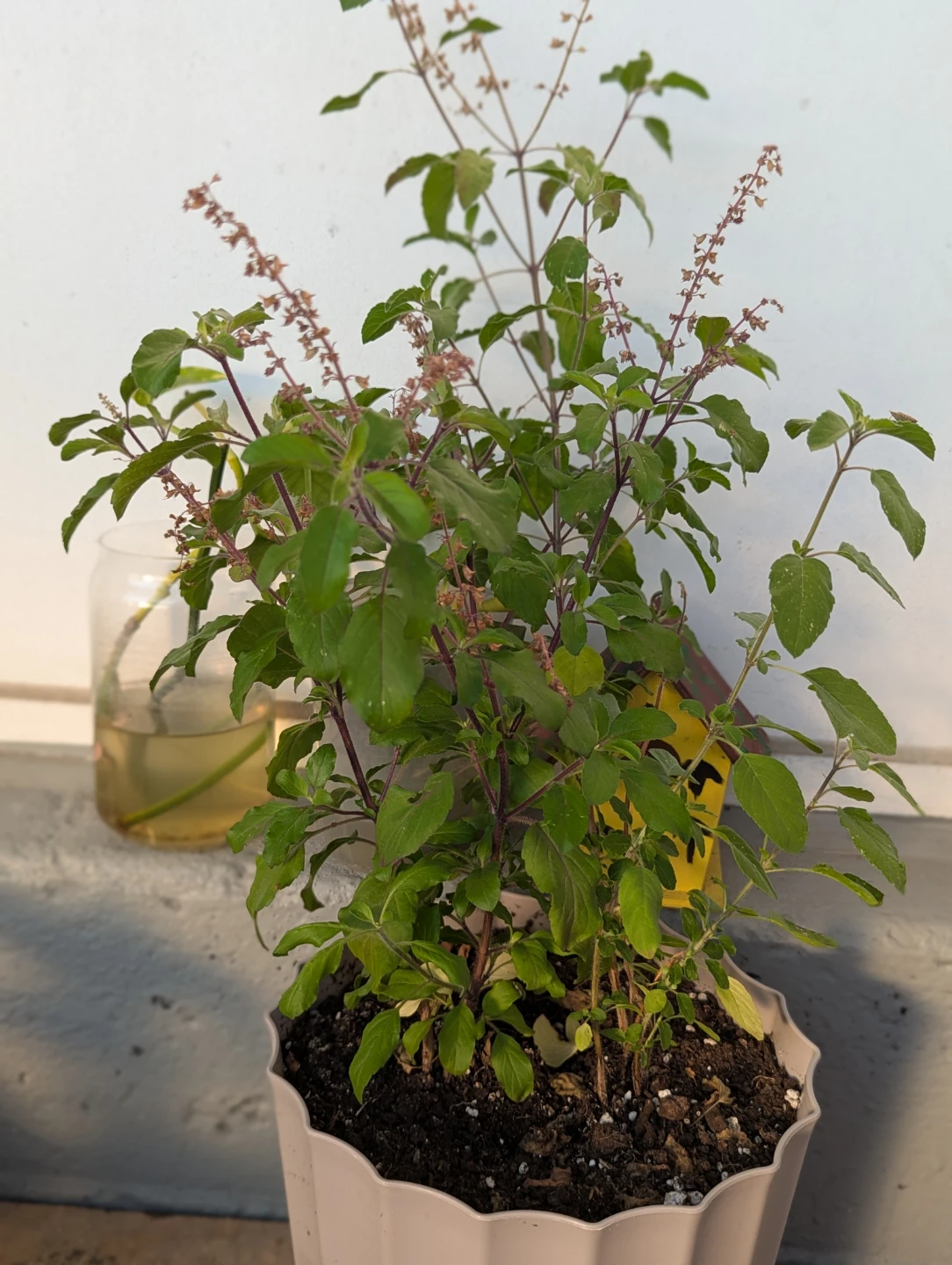 Live Holy Basil (Tulsi) Plant in Pot