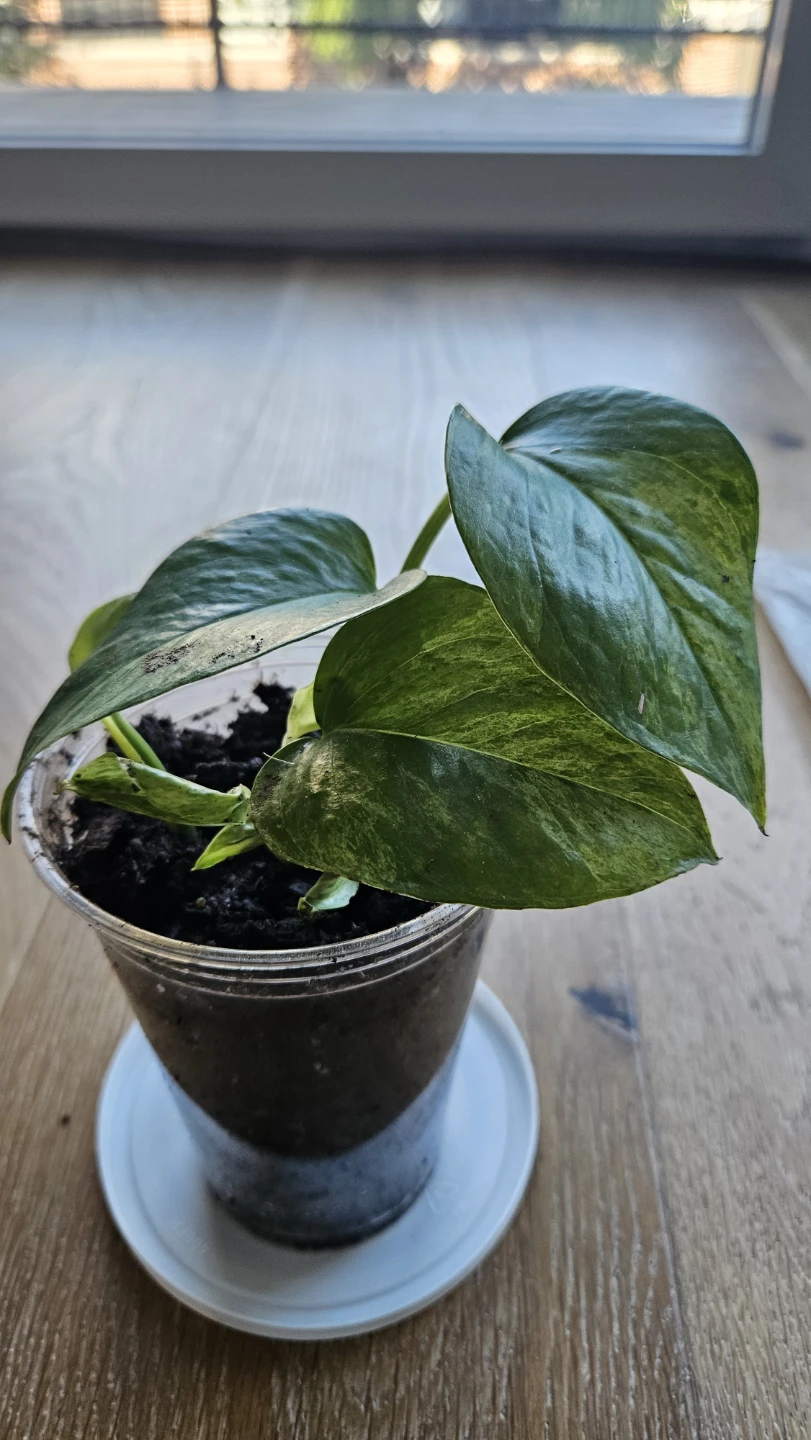 Pothos Snow Queen 2