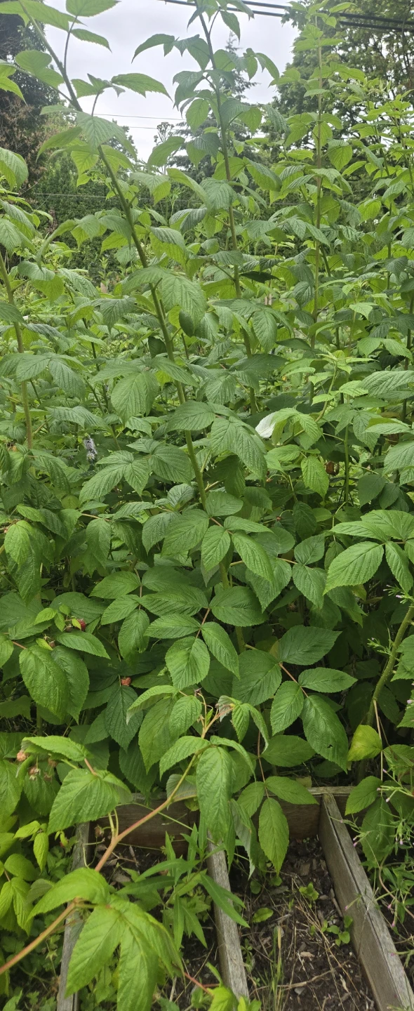 Raspberry Plants 3ft FREE DELIVERY 🪴