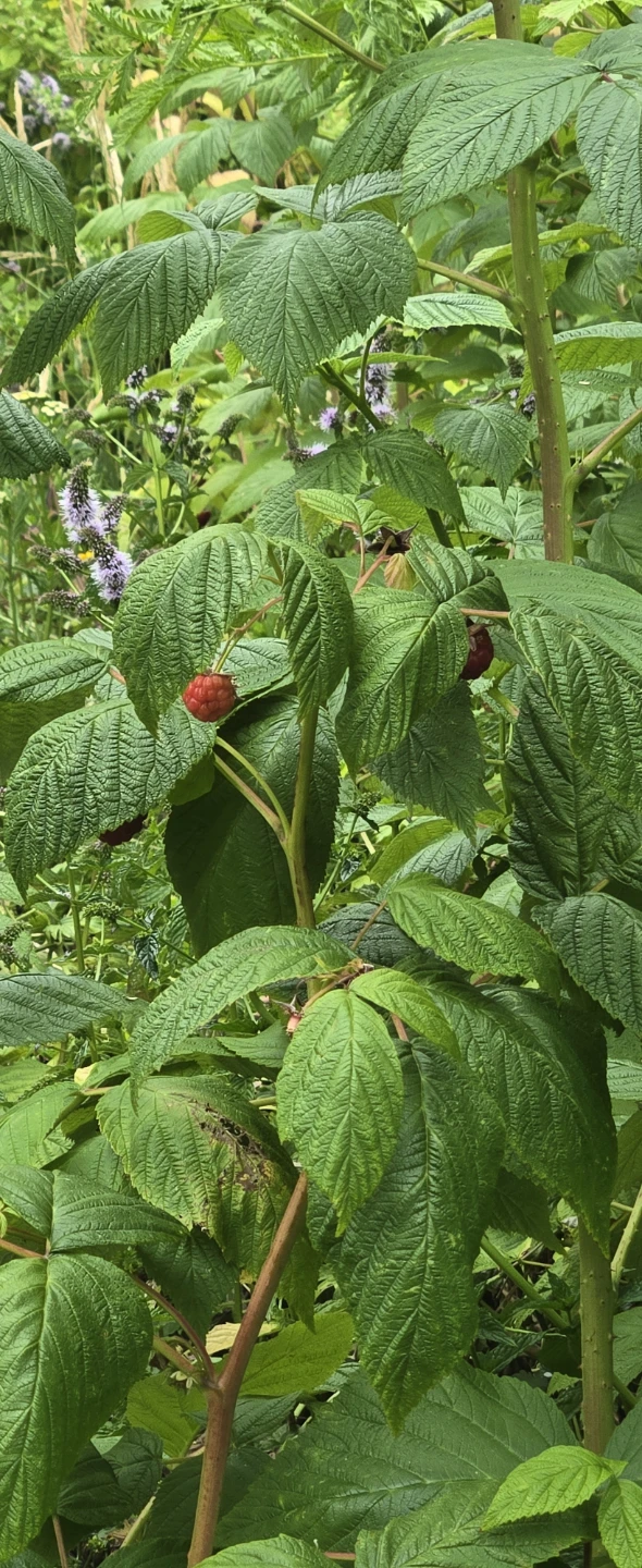 Raspberry Plants 3ft FREE DELIVERY 🪴 - photo 2