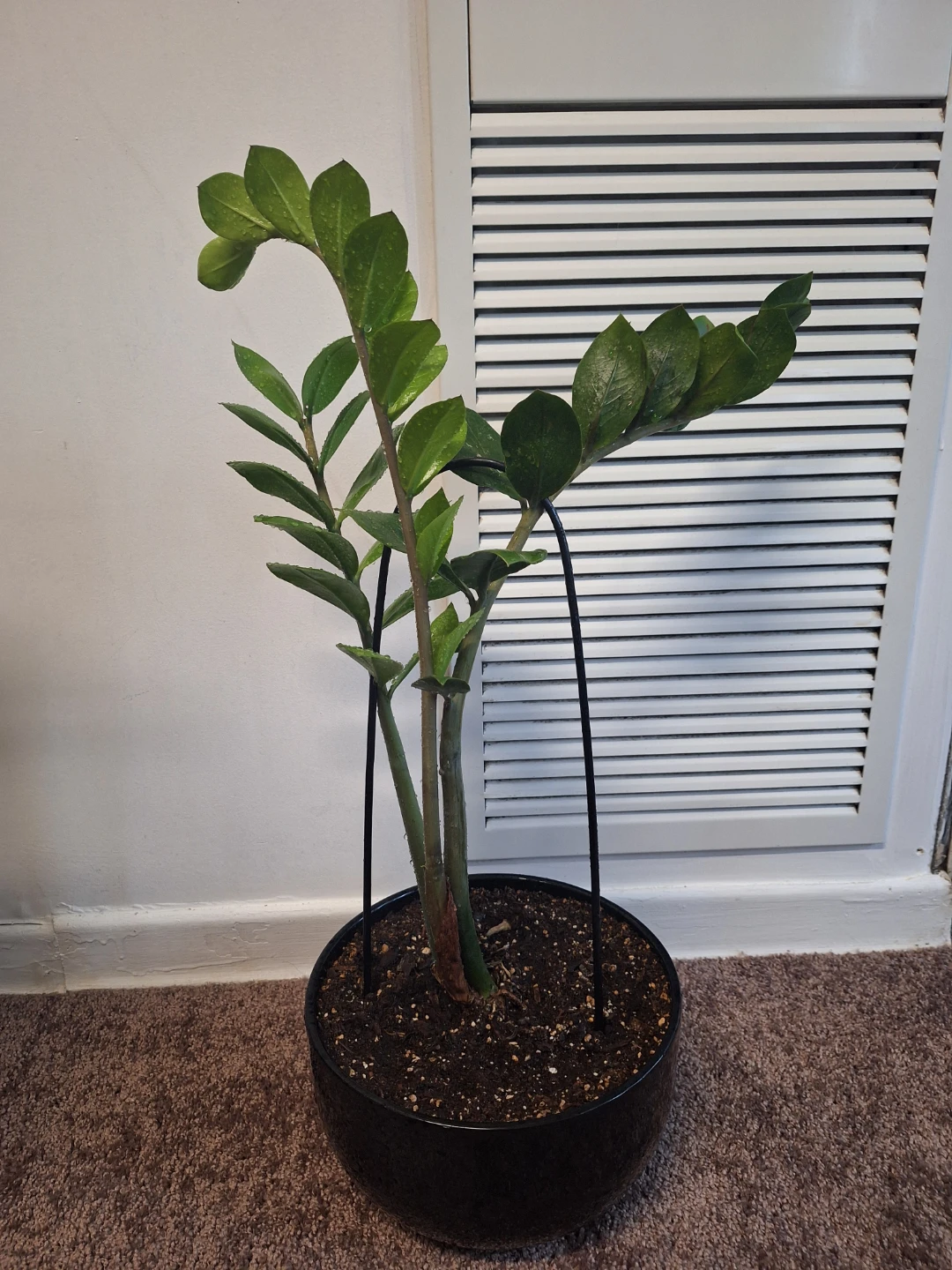 ZZ Plant in Black ceramic pot