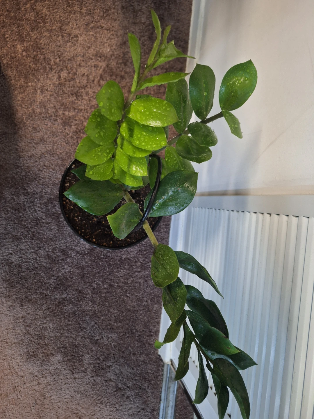 ZZ Plant in Black ceramic pot - photo 2