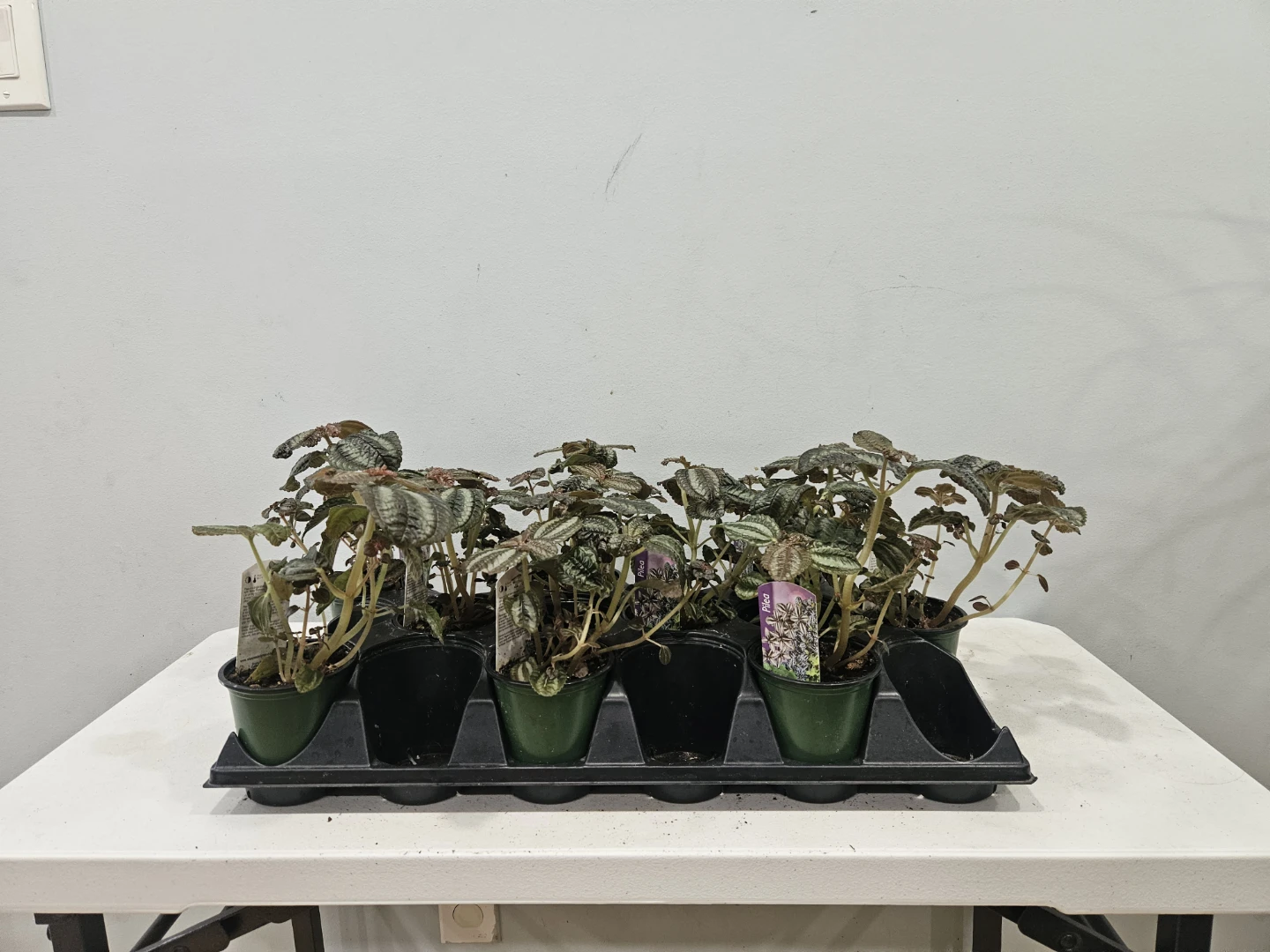 Pilea Friendship Plants ($5 each or 3 for $13)
