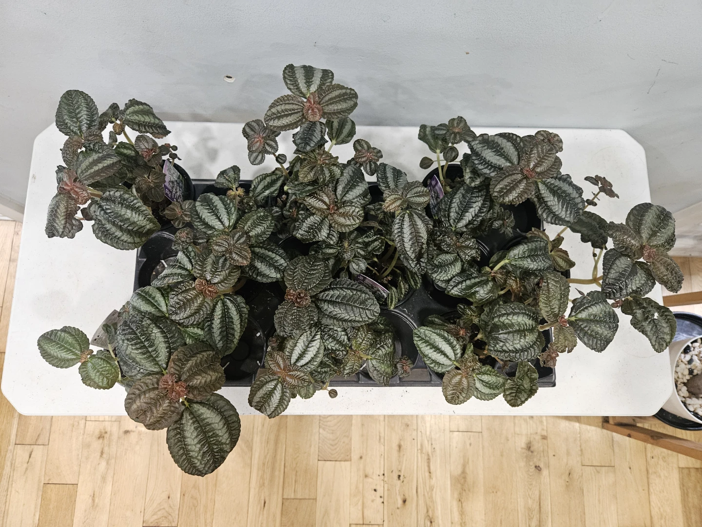 Pilea Friendship Plants ($5 each or 3 for $13) - photo 2