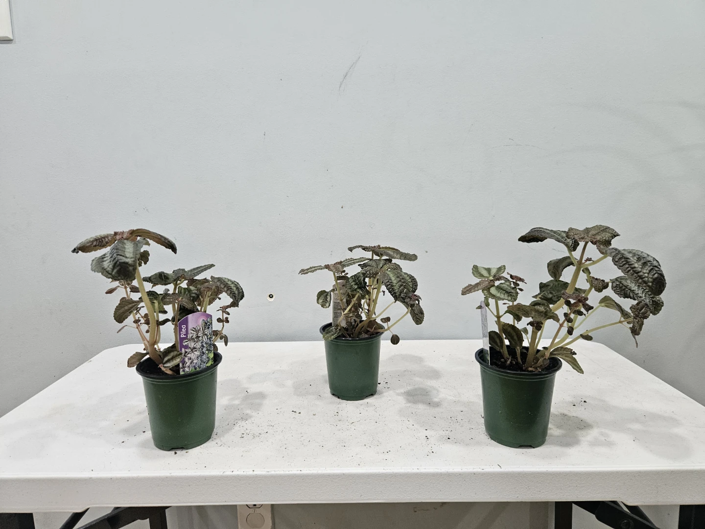 Pilea Friendship Plants ($5 each or 3 for $13) - photo 3