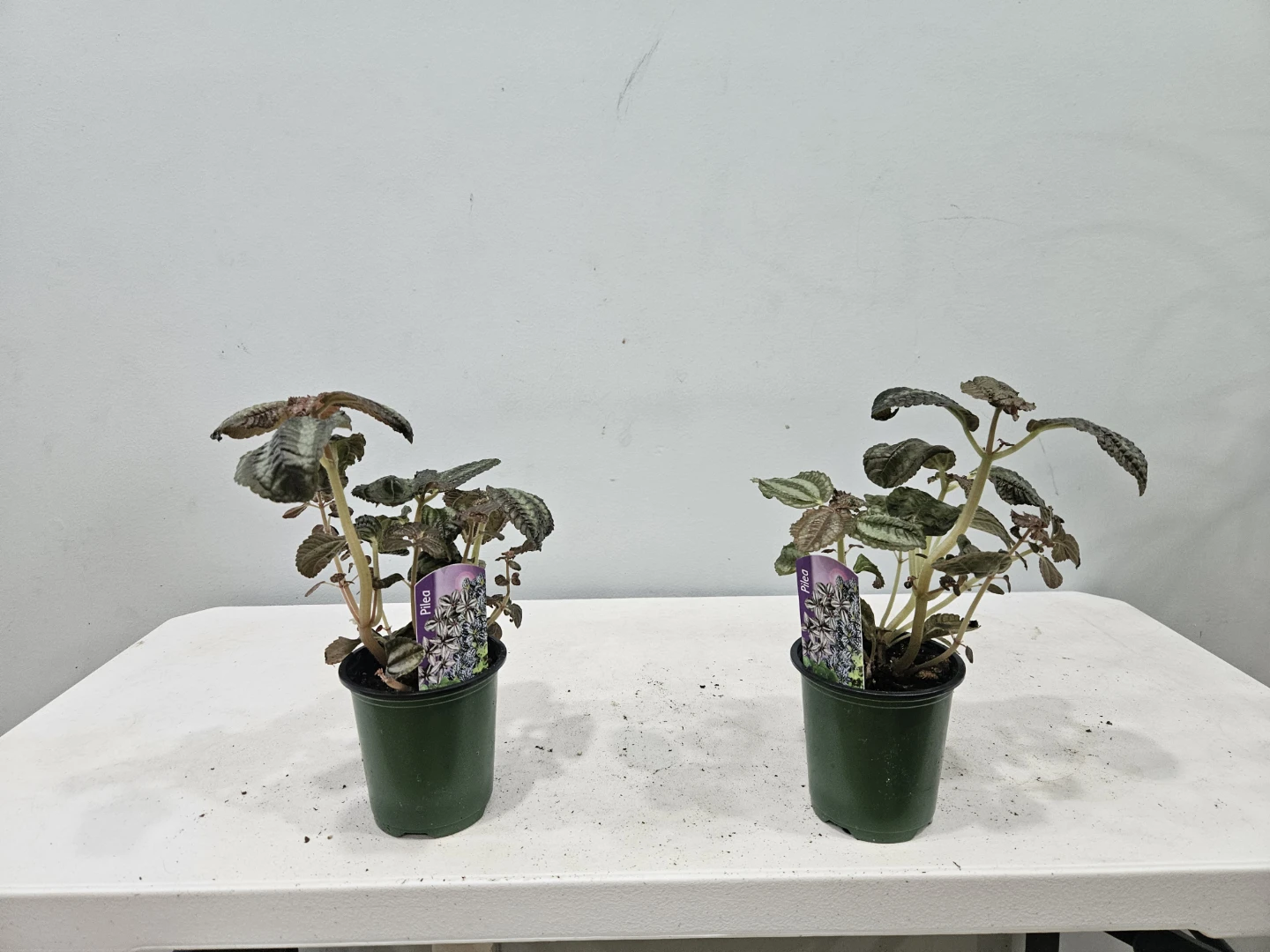 Pilea Friendship Plants ($5 each or 3 for $13) - photo 4