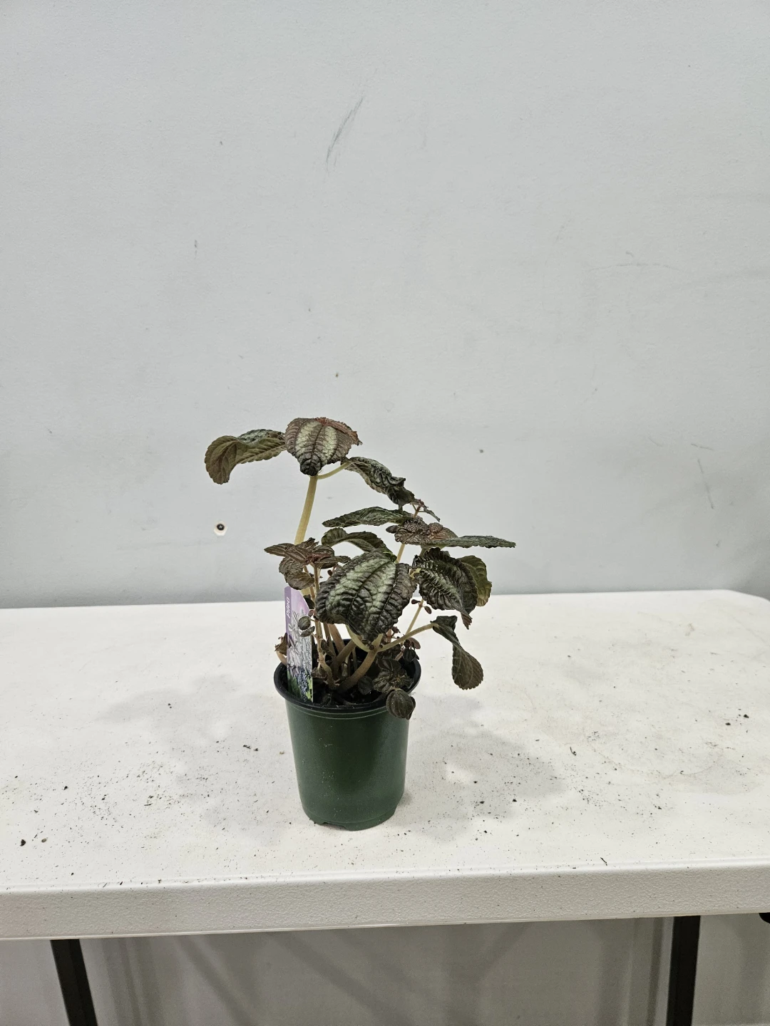 Pilea Friendship Plants ($5 each or 3 for $13) - photo 5