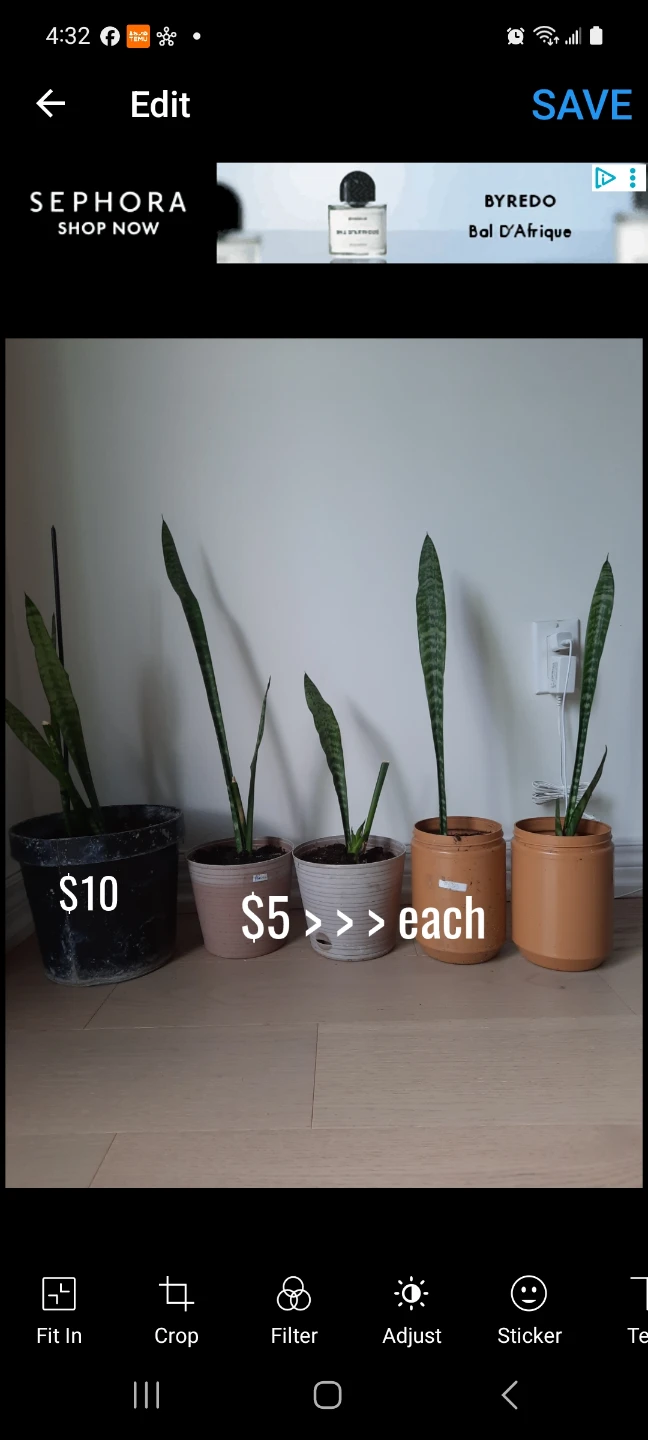 Snake Plants in Pots