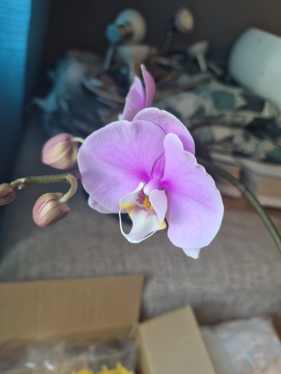 Orchid Plant