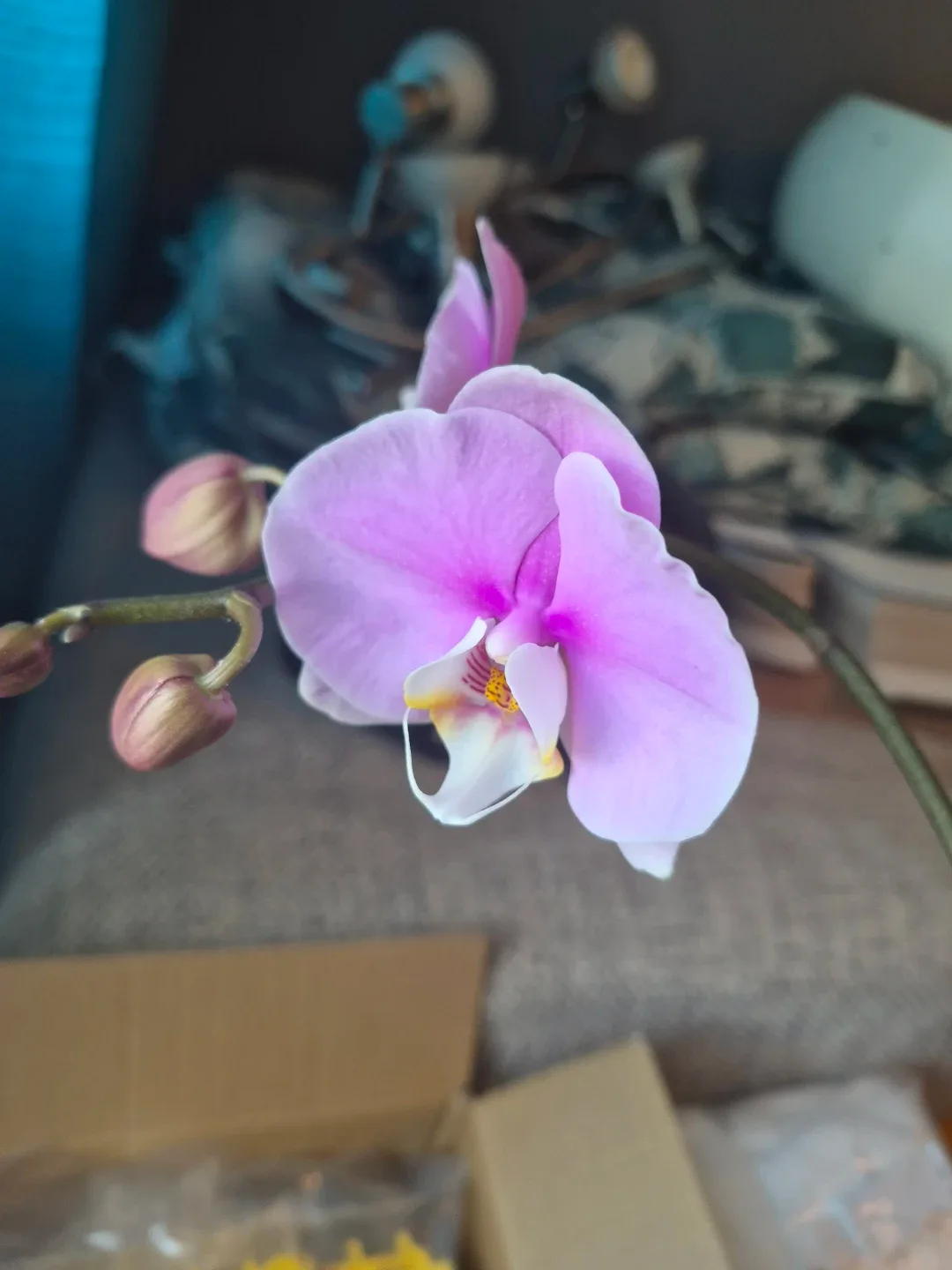 Orchid Plant