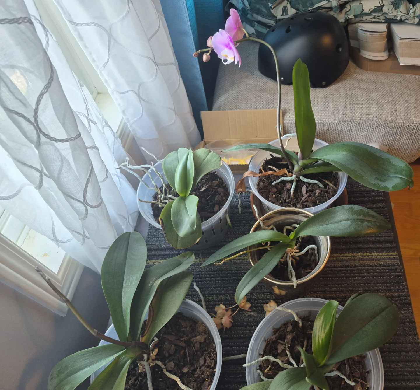 Orchid Plant - photo 2