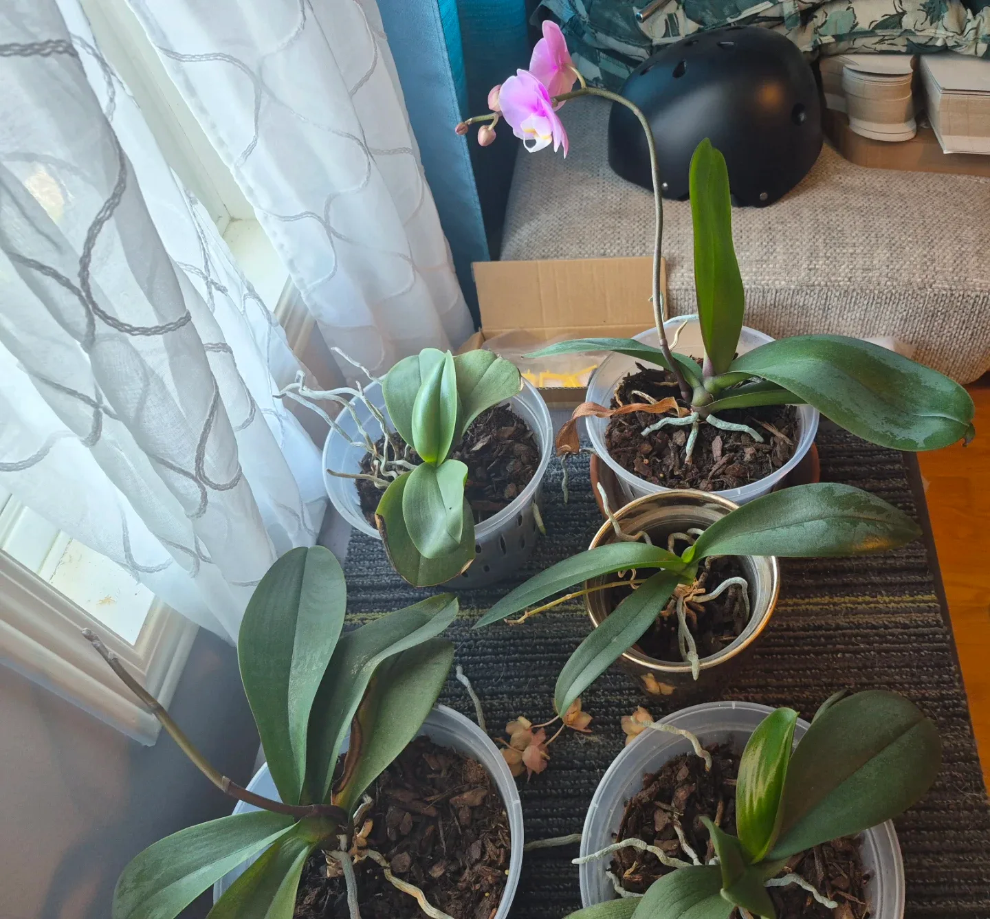 Orchid Plant - photo 2