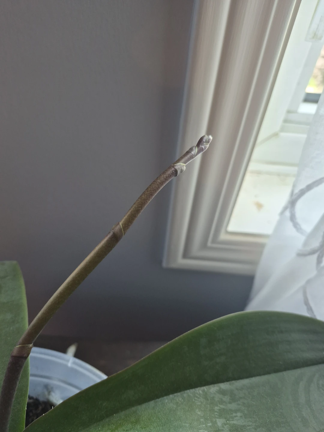 Orchid Plant - photo 3