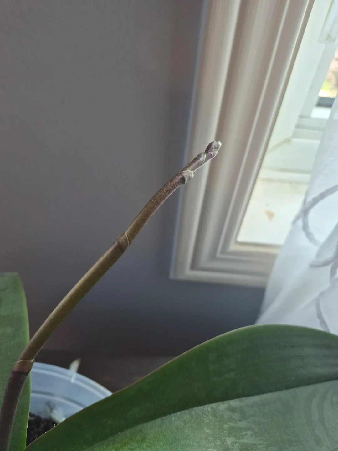 Orchid Plant - photo 3