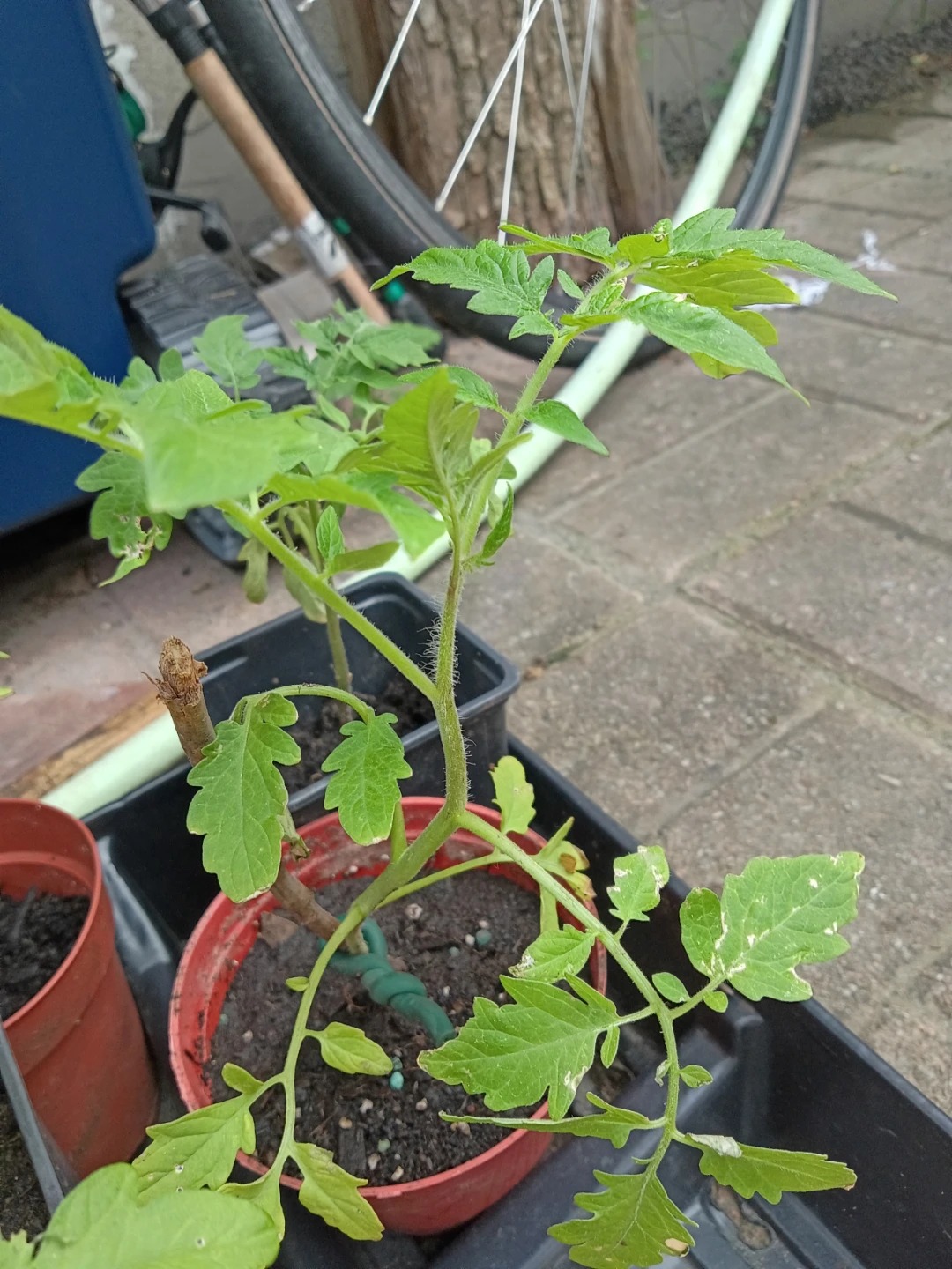 Tomato Plant Seedlings - photo 4