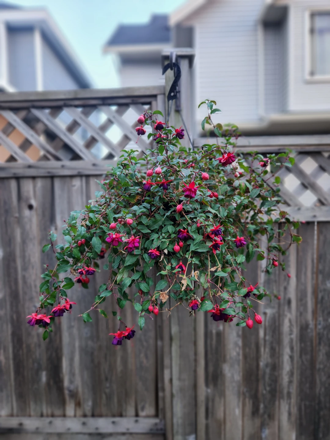 Hanging Fuchsia Basket