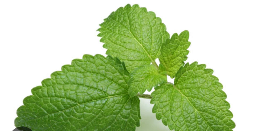 Lemon Balm Plant