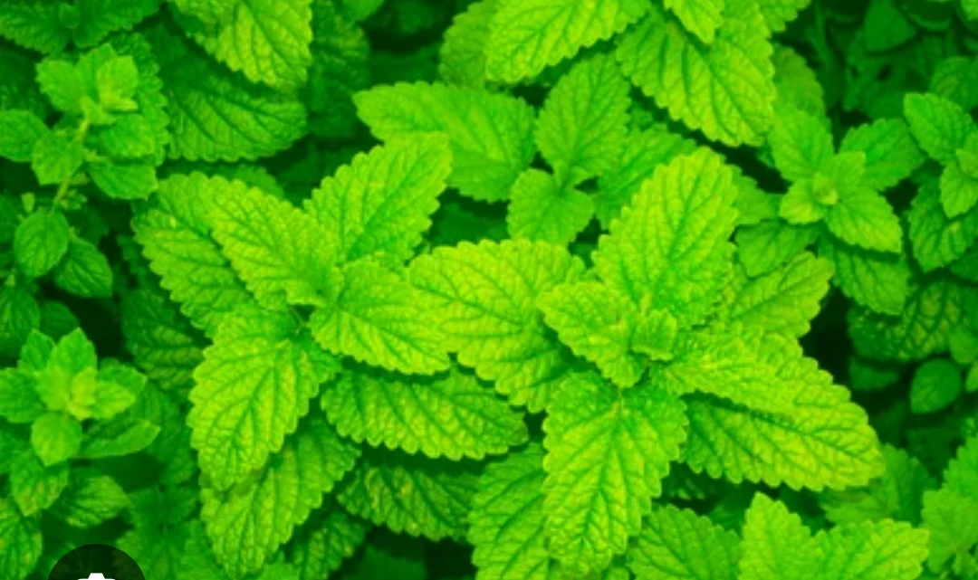 Lemon Balm Plant - photo 2