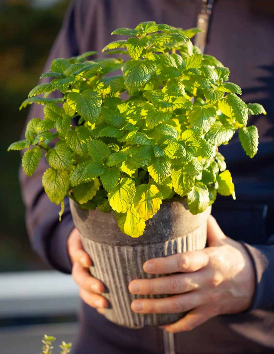 Lemon Balm Plant - photo 4