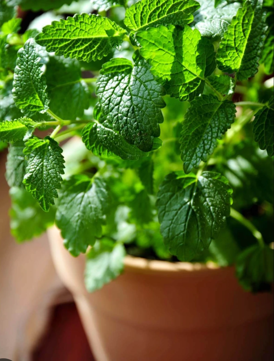 Lemon Balm Plant - photo 5