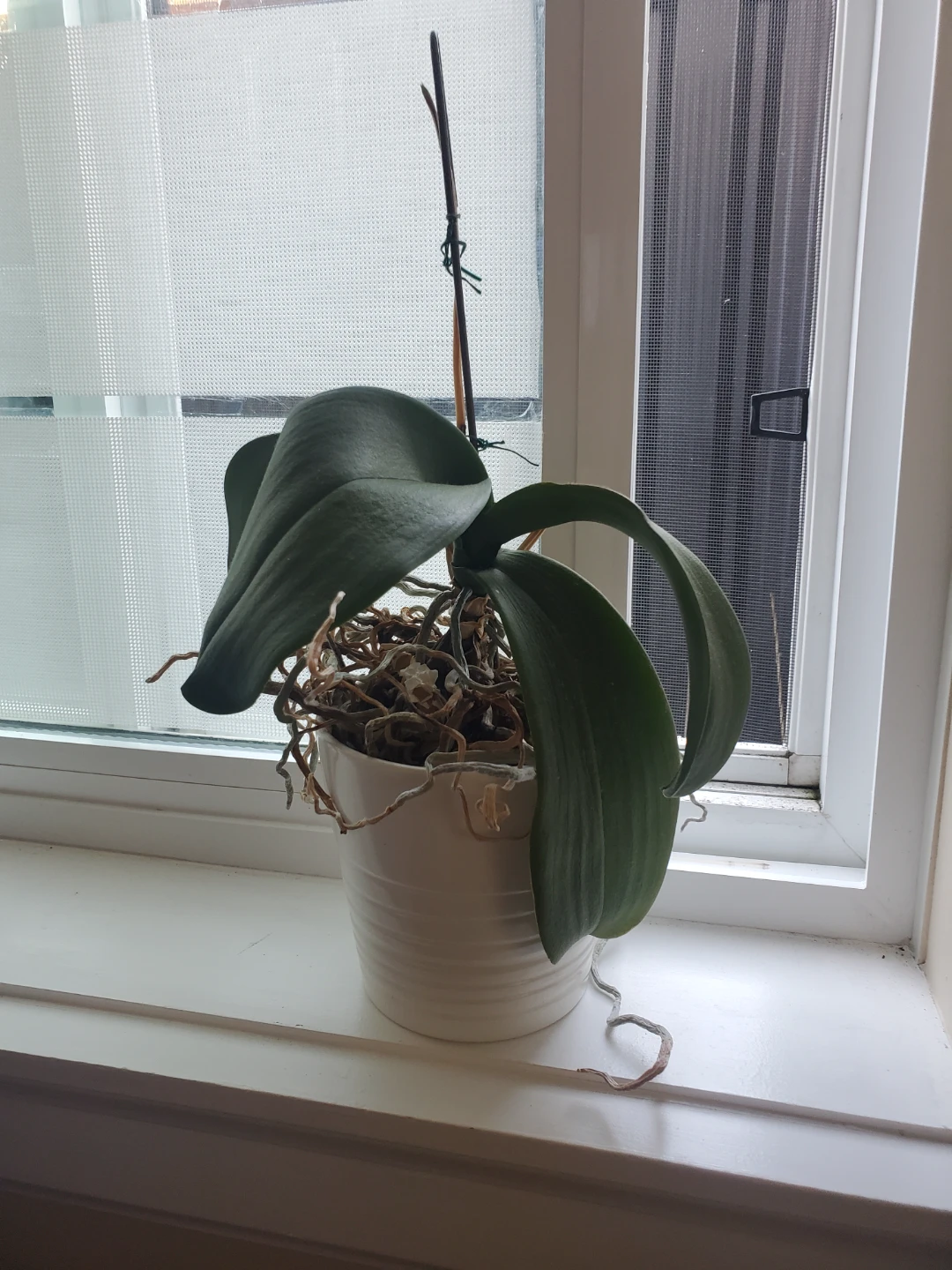 Different types of plants! - photo 3
