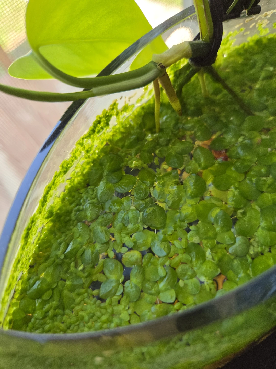 Live Aquatic Floaters/Duckweed
