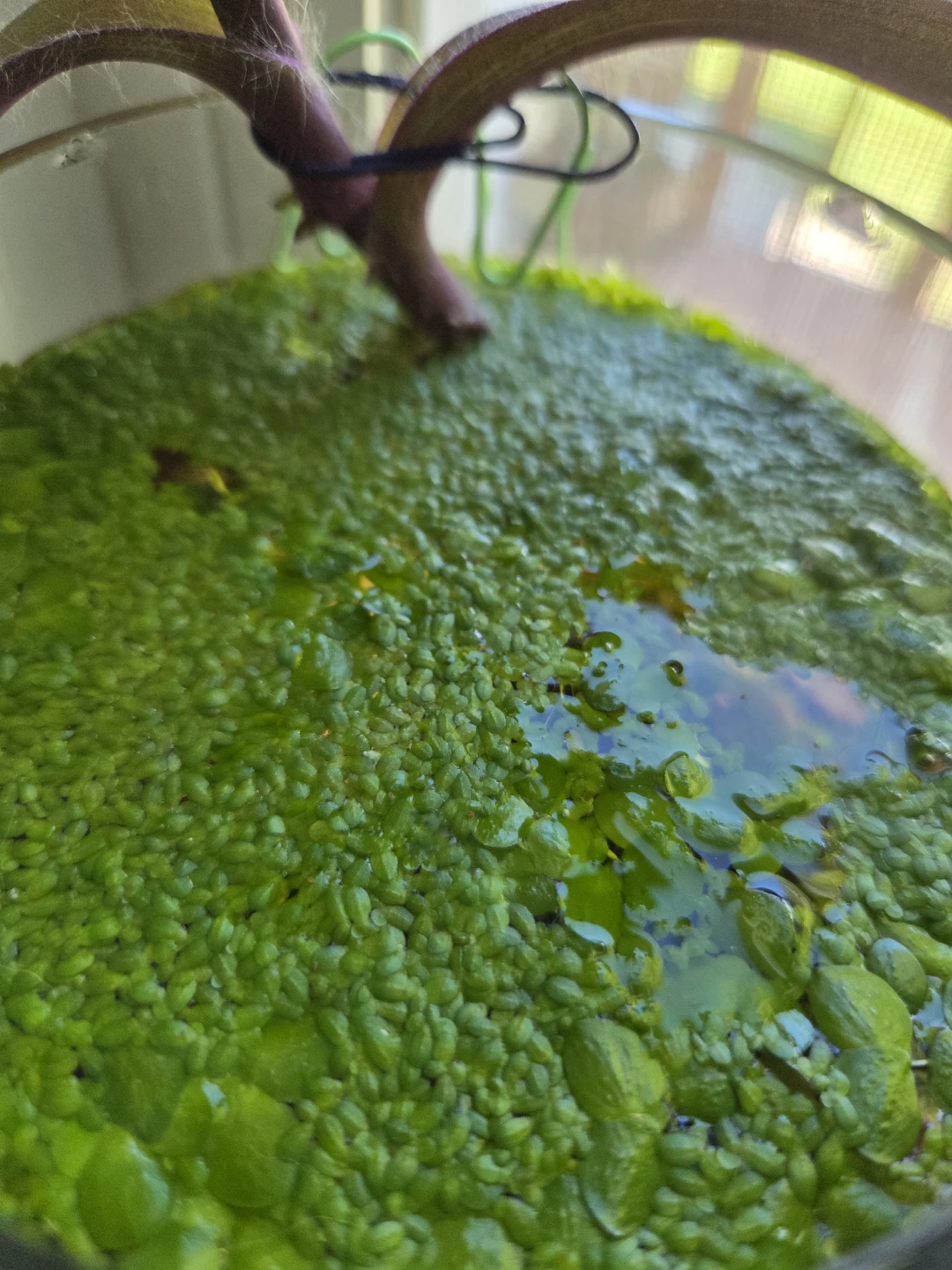 Live Aquatic Floaters/Duckweed - photo 2