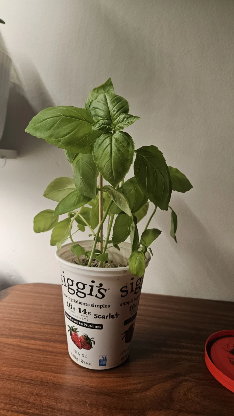 Basil Plant