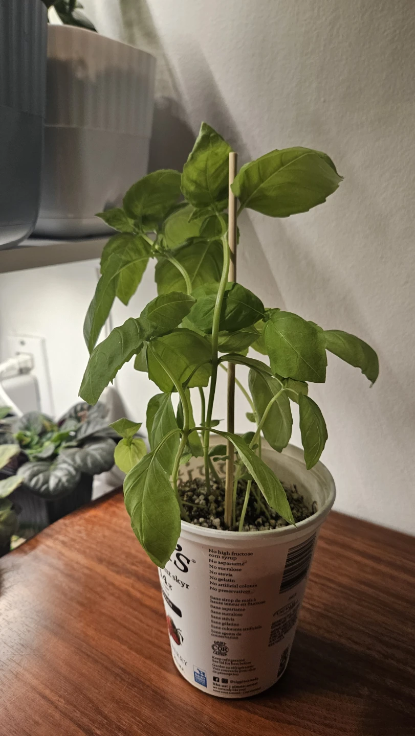 Basil Plant - photo 2