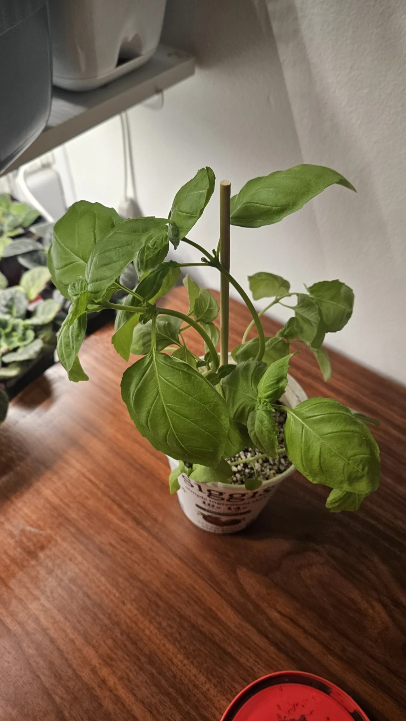 Basil Plant - photo 3