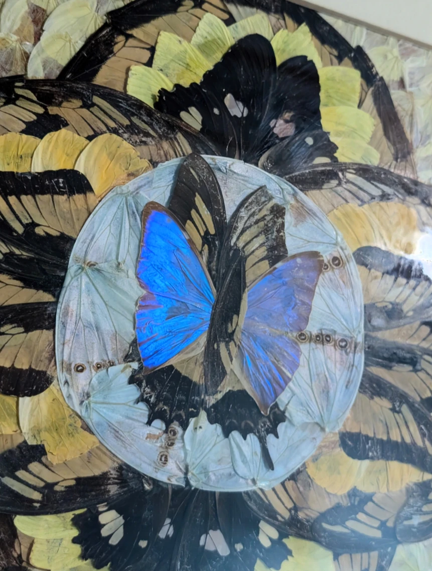 Vintage Real Butterfly Wing Moth Kaleidoscope Taxidermy Wall Art - photo 5