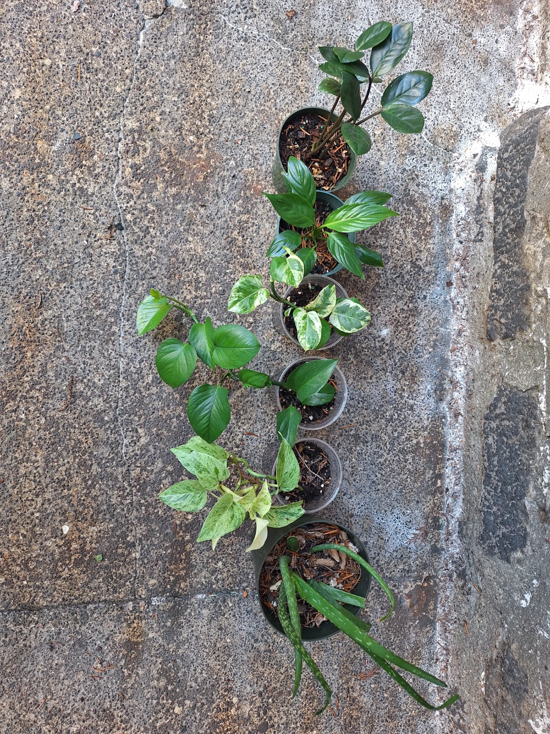 Assorted Potted Plants - 6 Varieties - photo 3