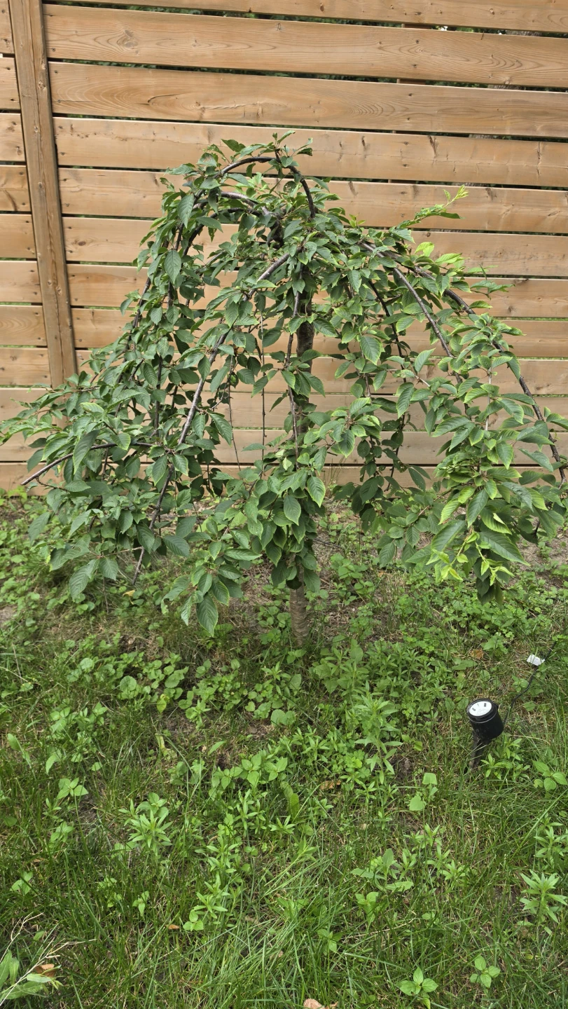 Weeping Cherry Tree