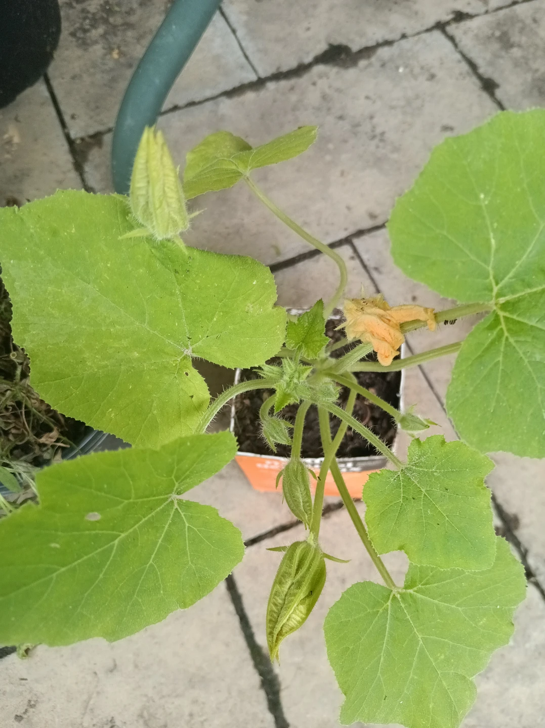 Zucchini Plant