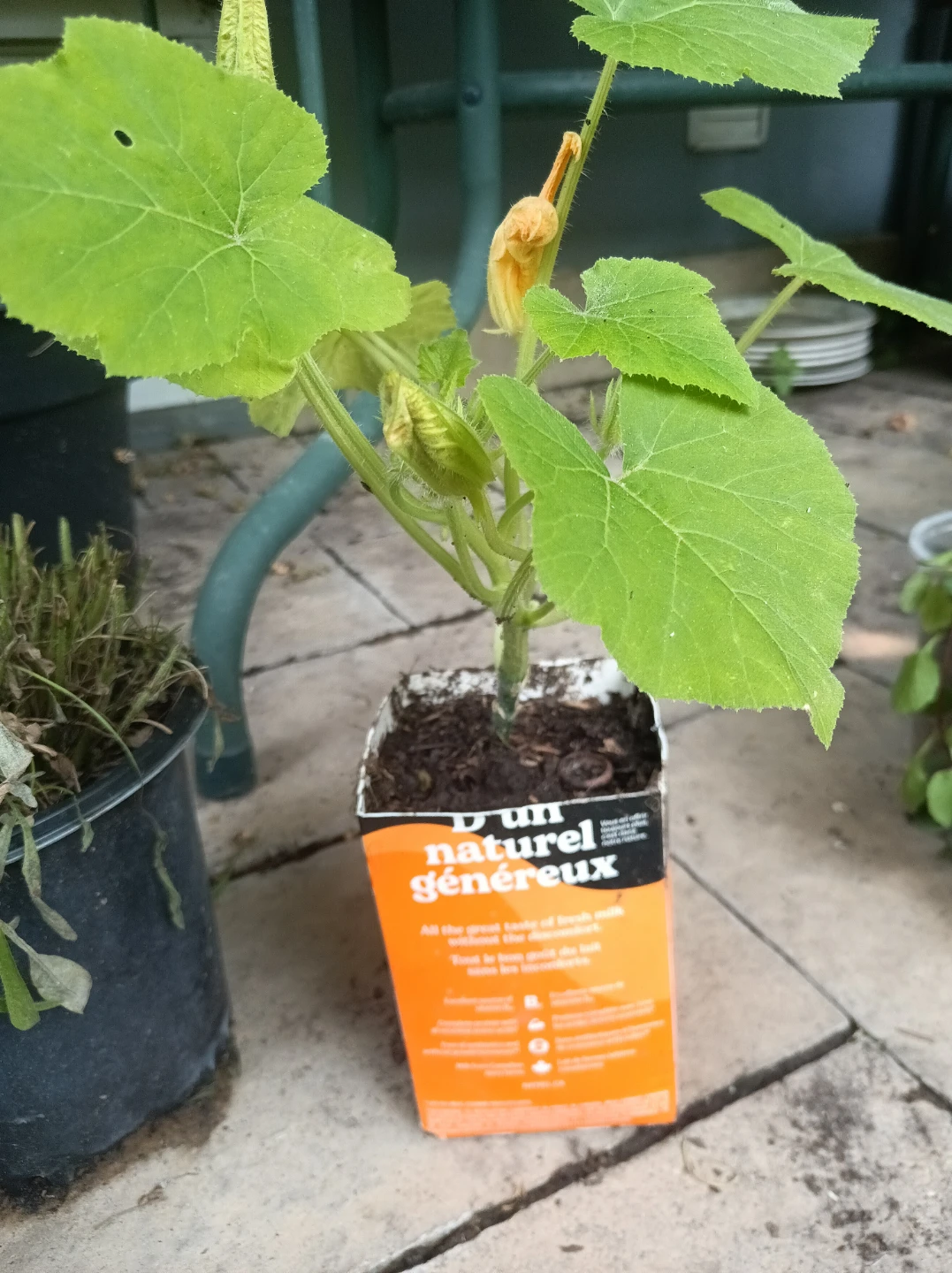 Zucchini Plant - photo 2
