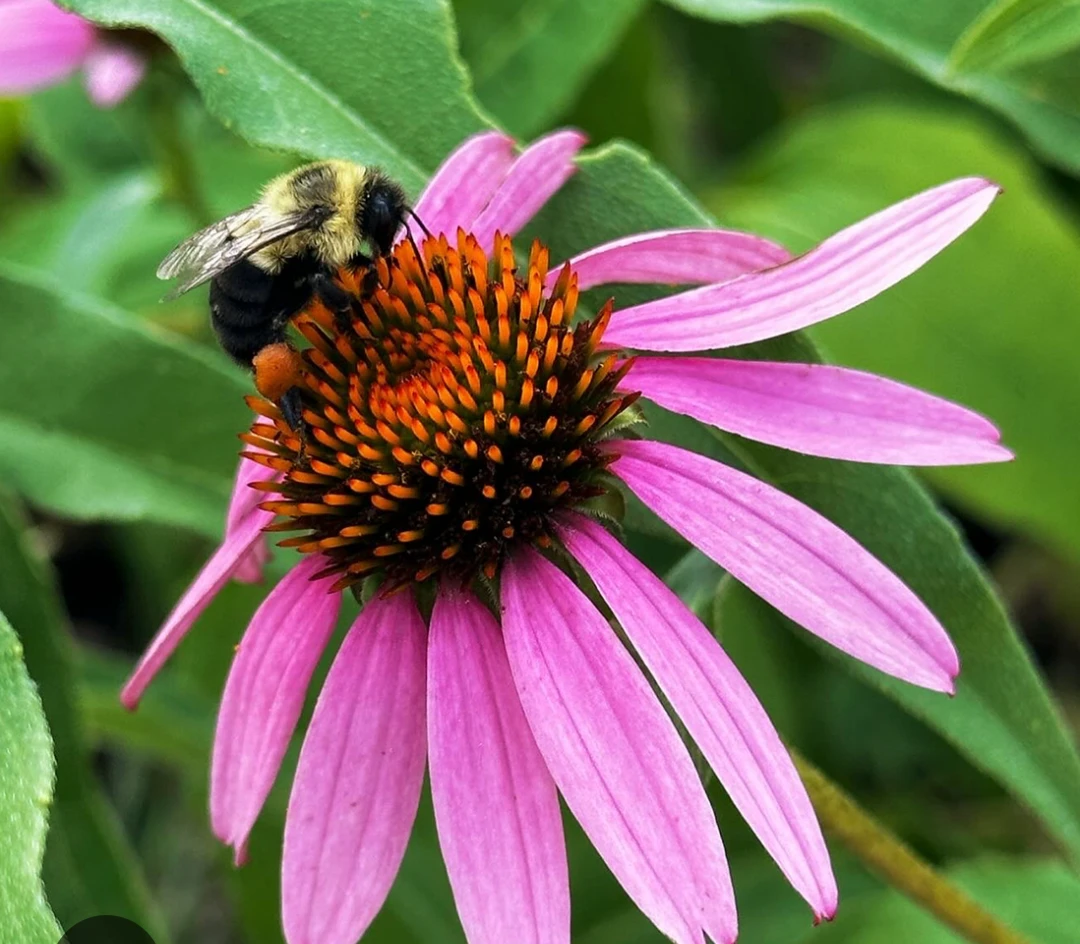 Echinacea Flowers