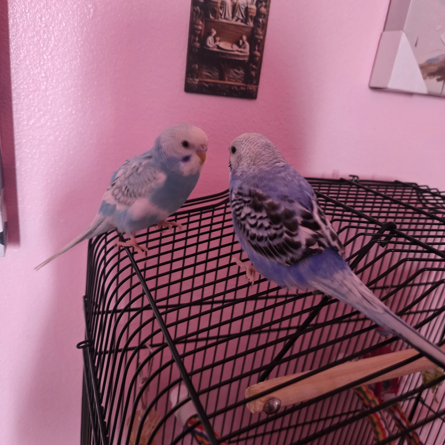 Baby male fancy budgie . - photo 2