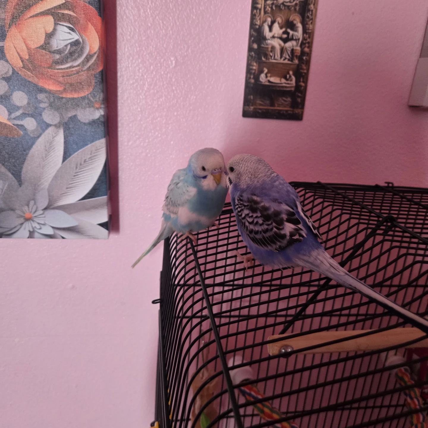 Baby male fancy budgie . - photo 3