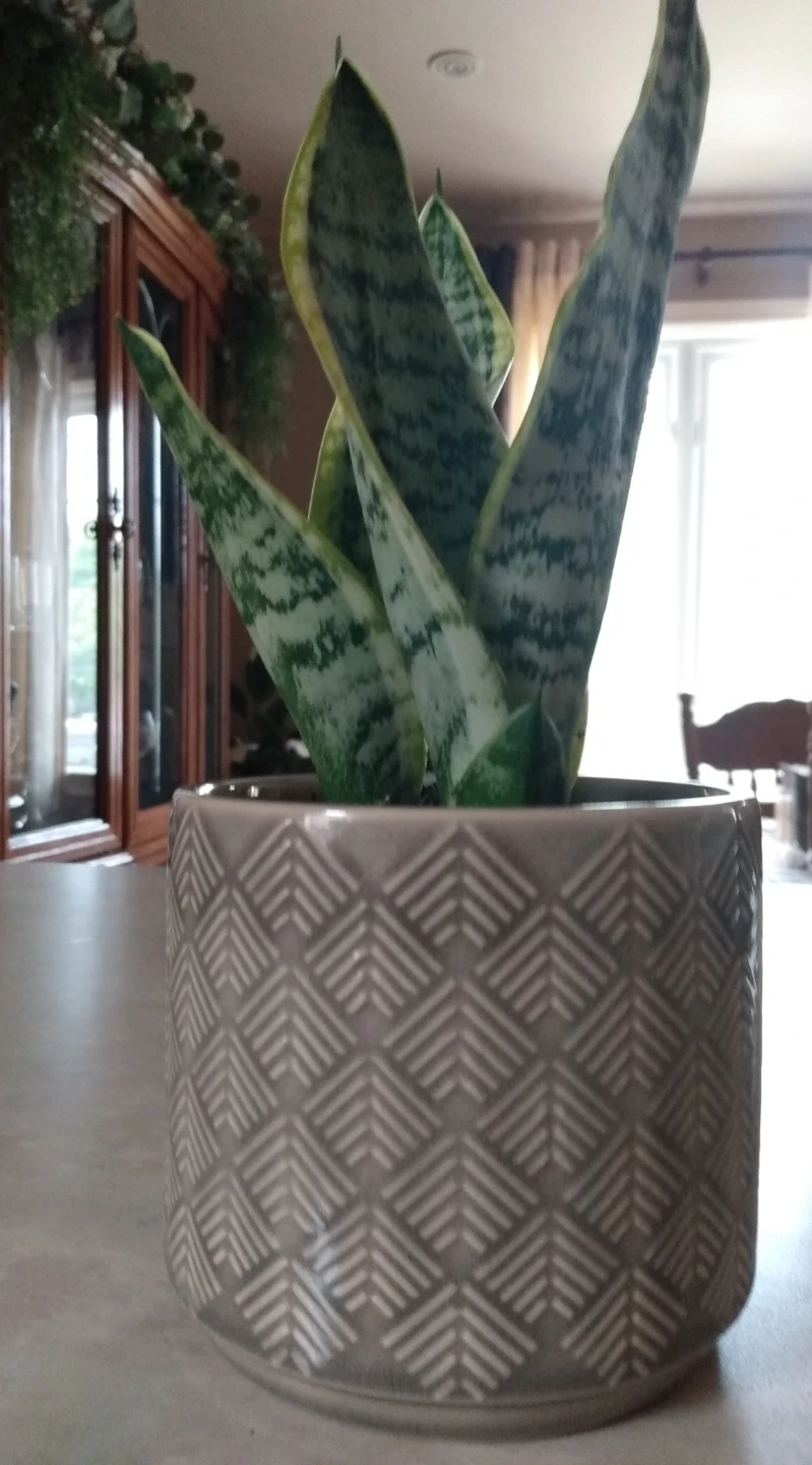 10" Healthy Snake Plant in Ceramic Pot (air purifier)