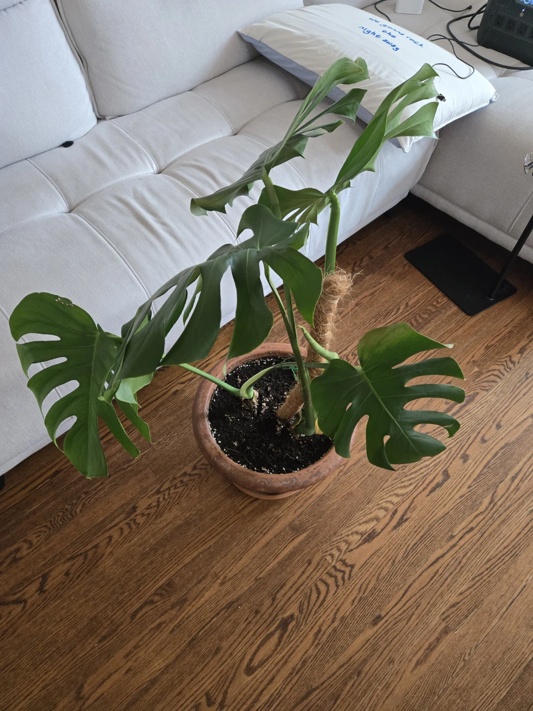 Monstera Plant in Terra Cotta Pot - photo 3