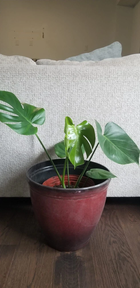 Assorted Potted Houseplants - photo 4