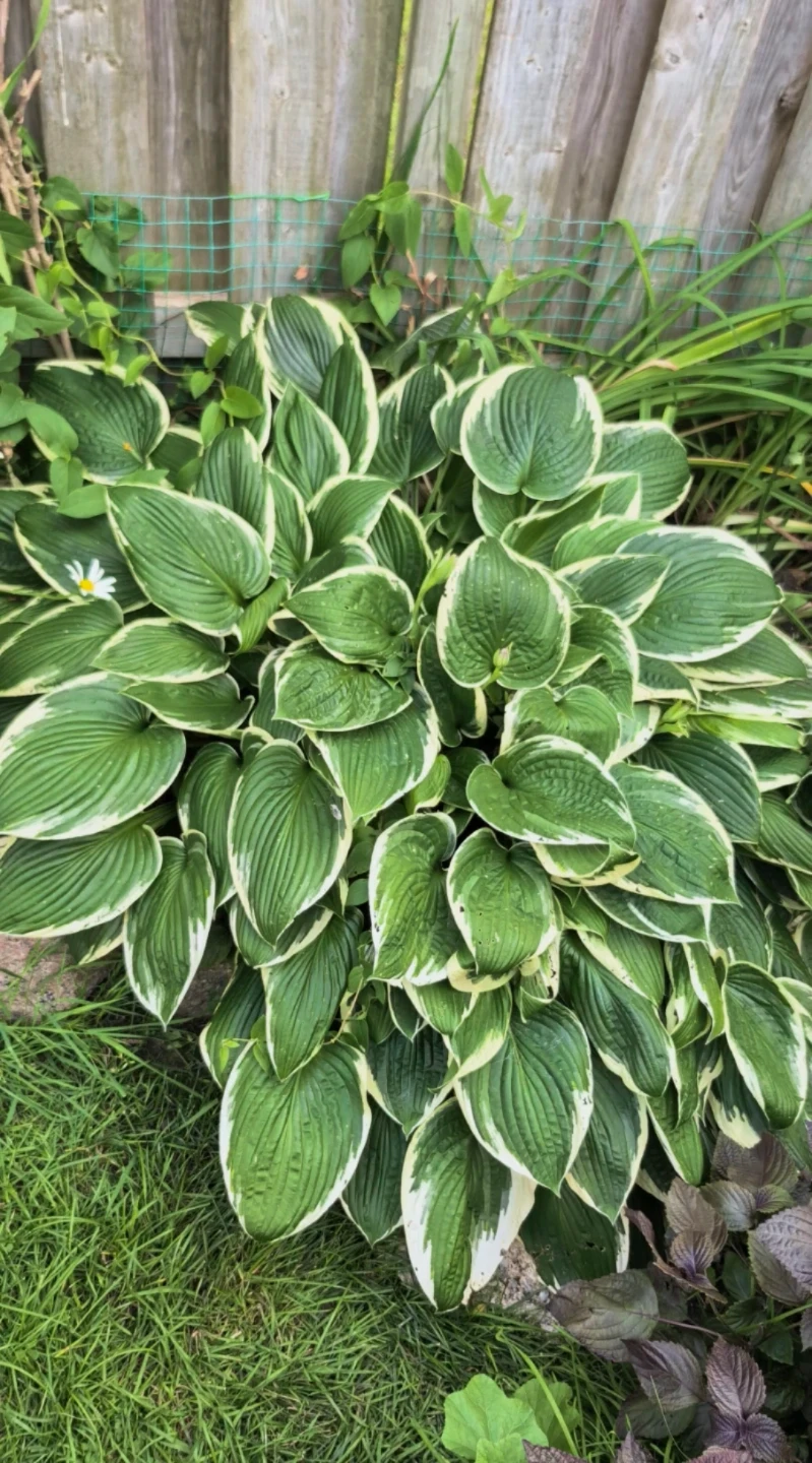 Hosta