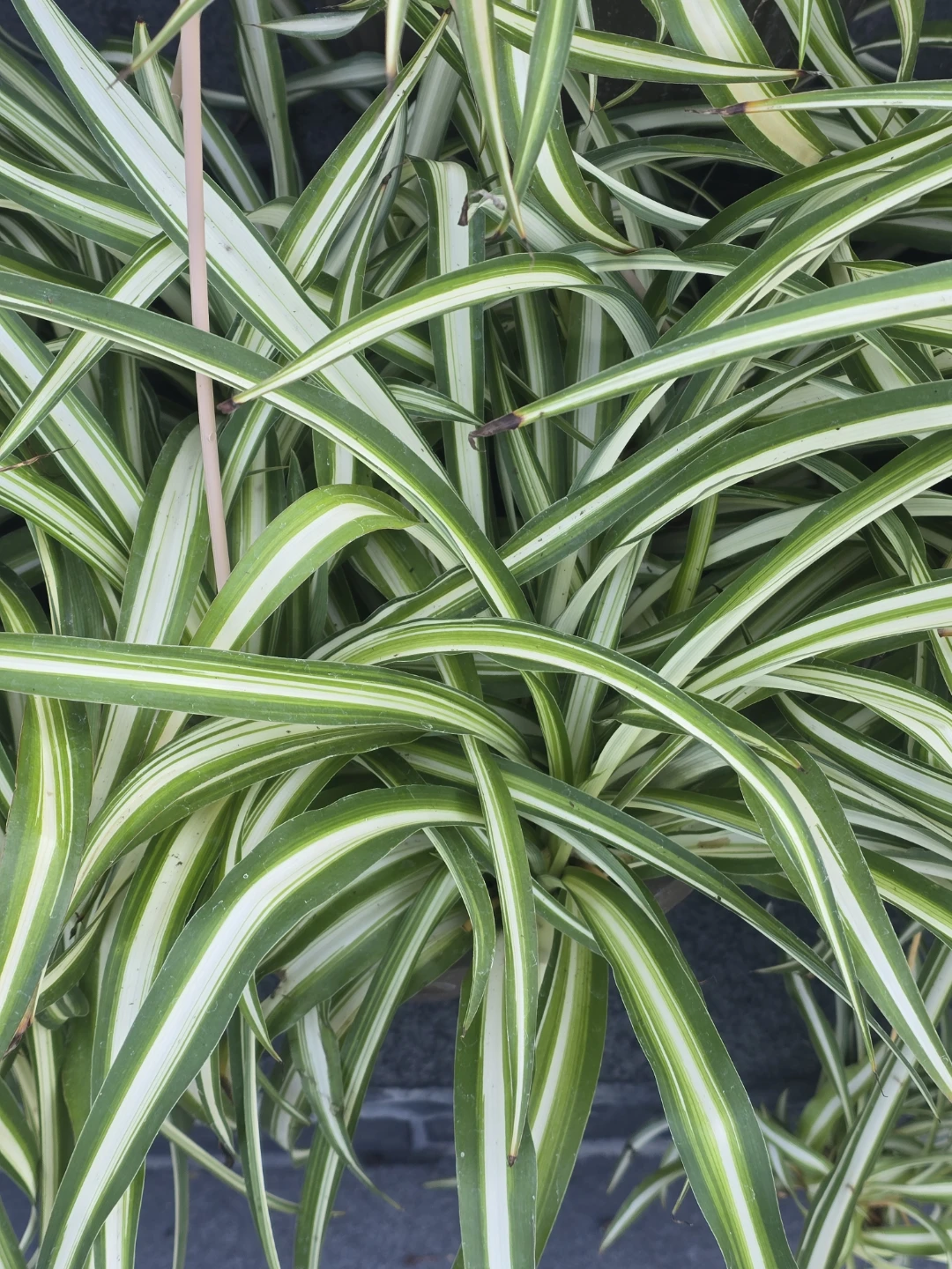 Spider Plant (Chlorophytum comosum) - Variegated